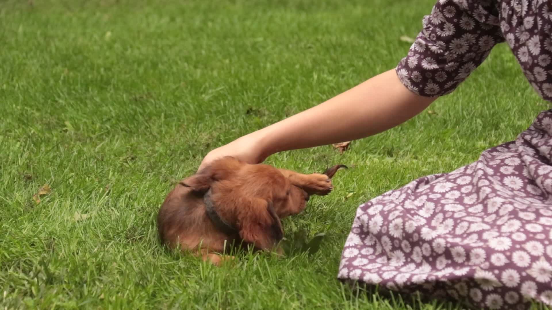Miniature Dachshund dogs for sale: Ari Miniature Dachshund - Video 1