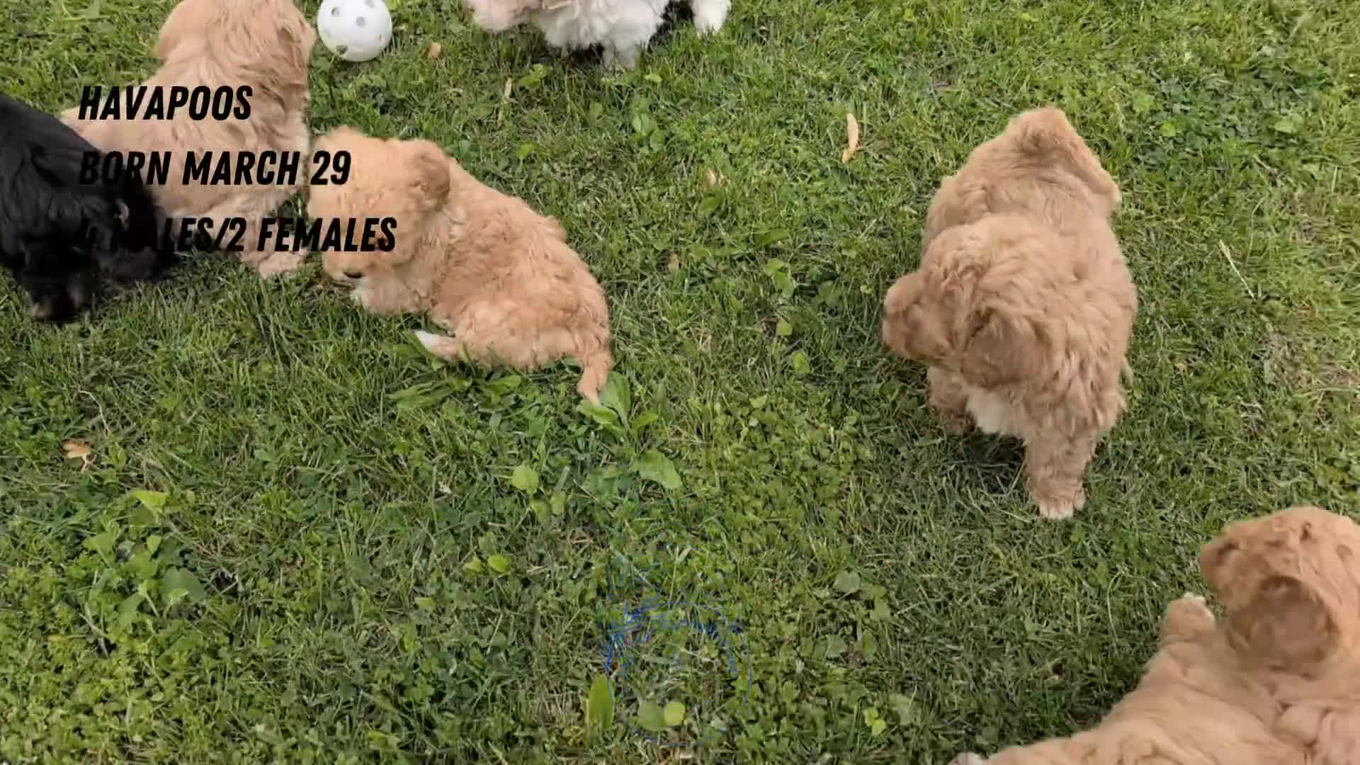 Havapoo dogs for sale: Tripp - Video 2