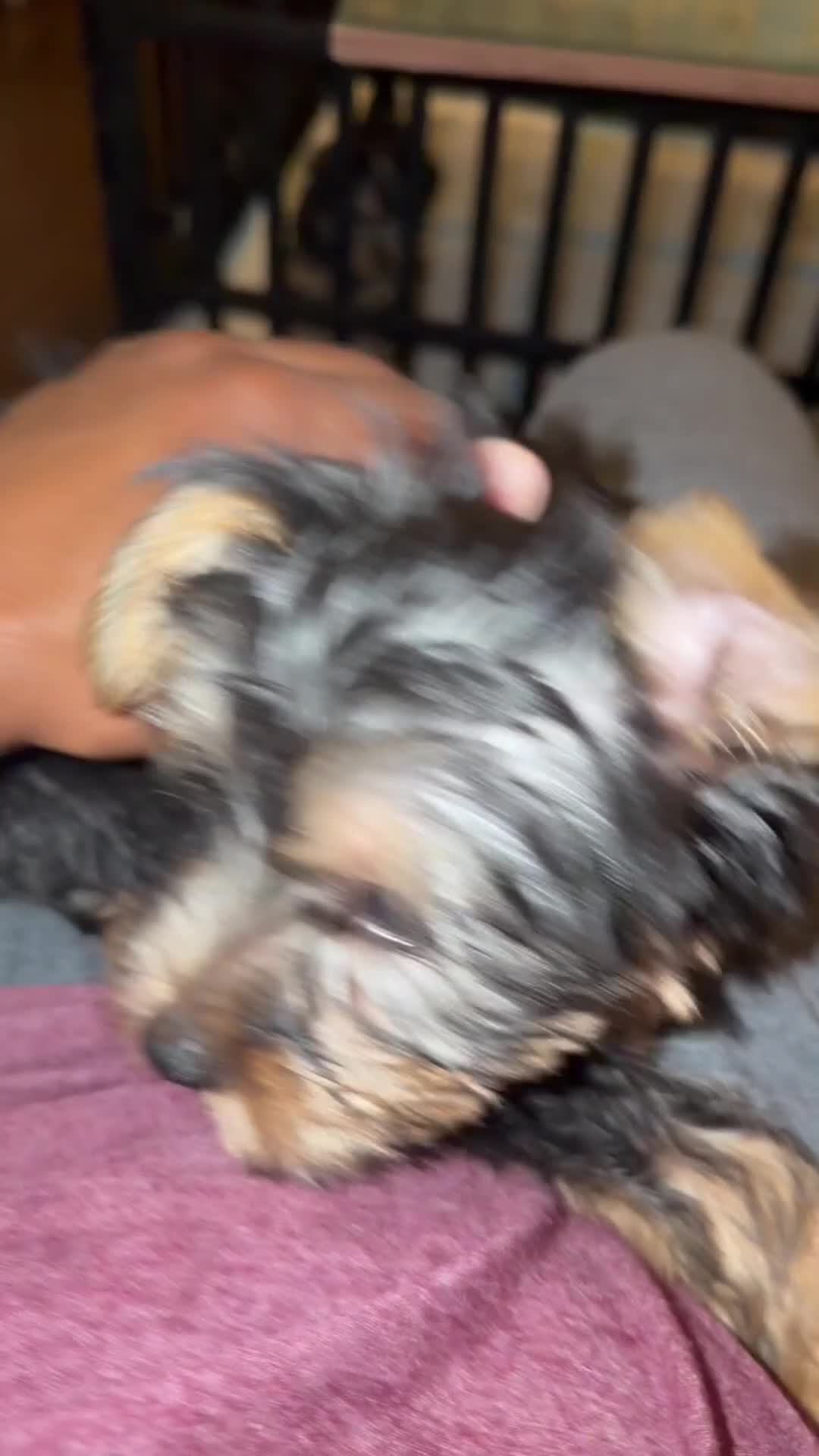 Yorkshire Terrier dogs for sale: Yorkshire Terrier Puppy 1 - Video 1