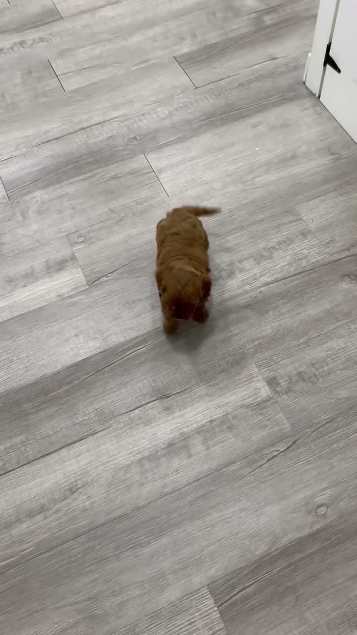 Cavapoo dogs for sale: Greta - Video 1
