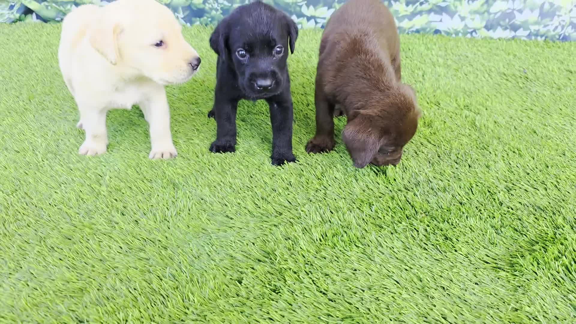 Labrador Retriever dogs for sale: Daisy - Video 2