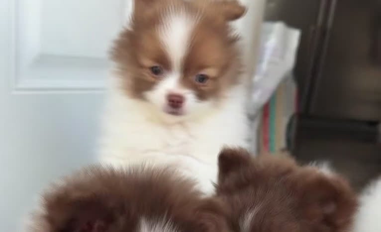 Pomeranian dogs for sale: guero  - Video 1
