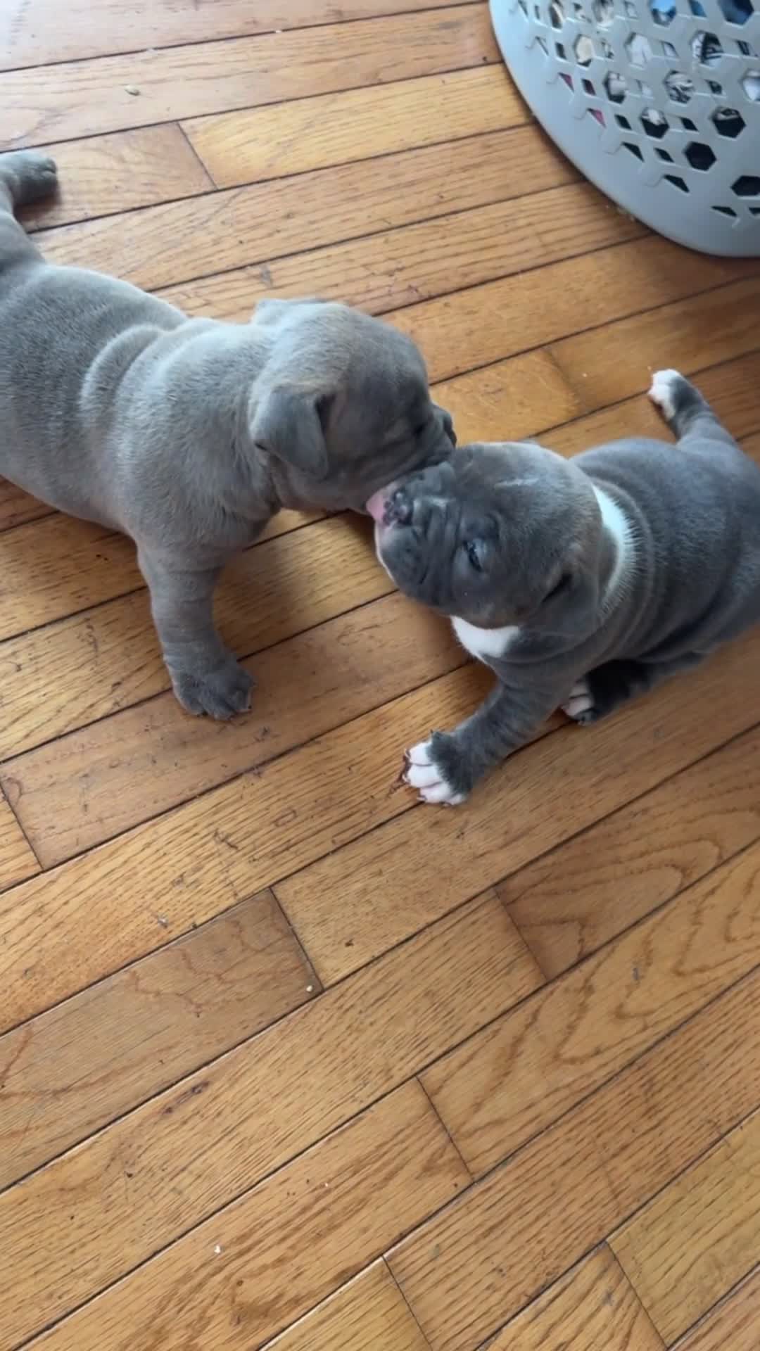 American Bully dogs for sale: Kurtis Snow - Video 1