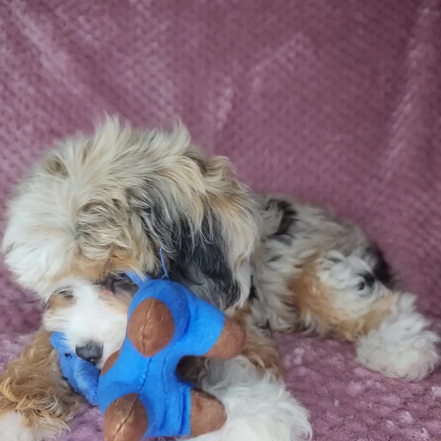 Cavapoo dogs for sale: Cavapoo 1 - Video 1