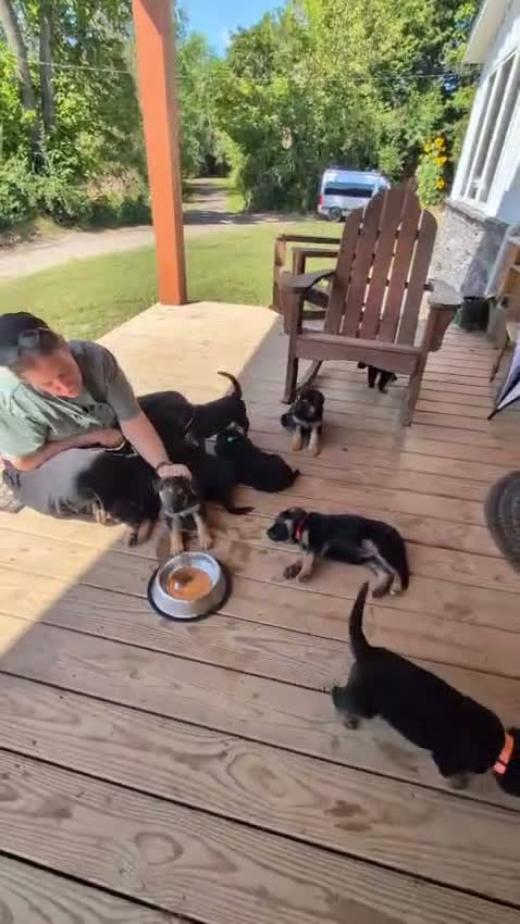German Shepherd dogs for sale: ♥️SWEET RUBY♥️ - Video 1