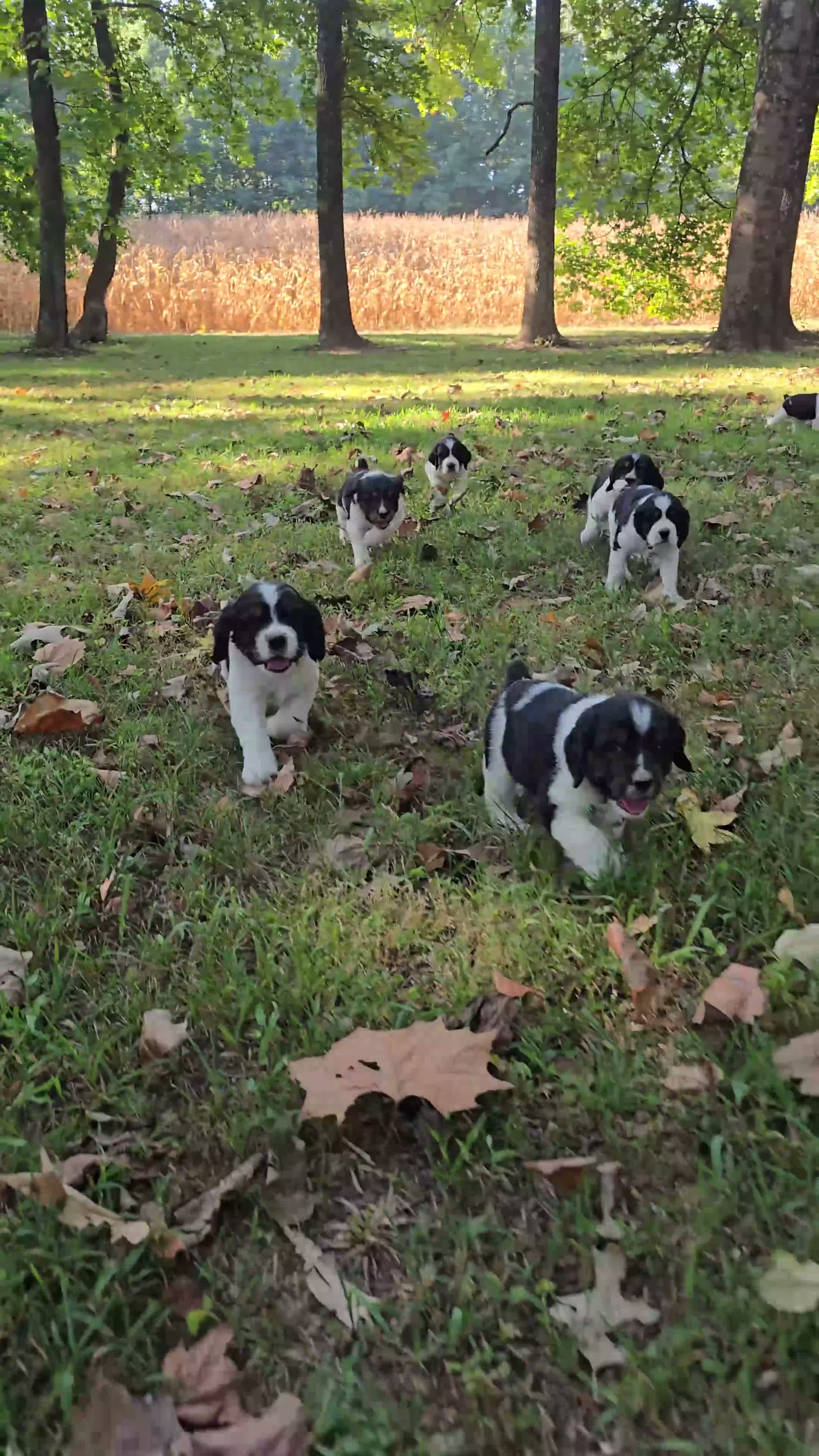 English Springer Spaniel dogs for sale: Liberty  - Video 1