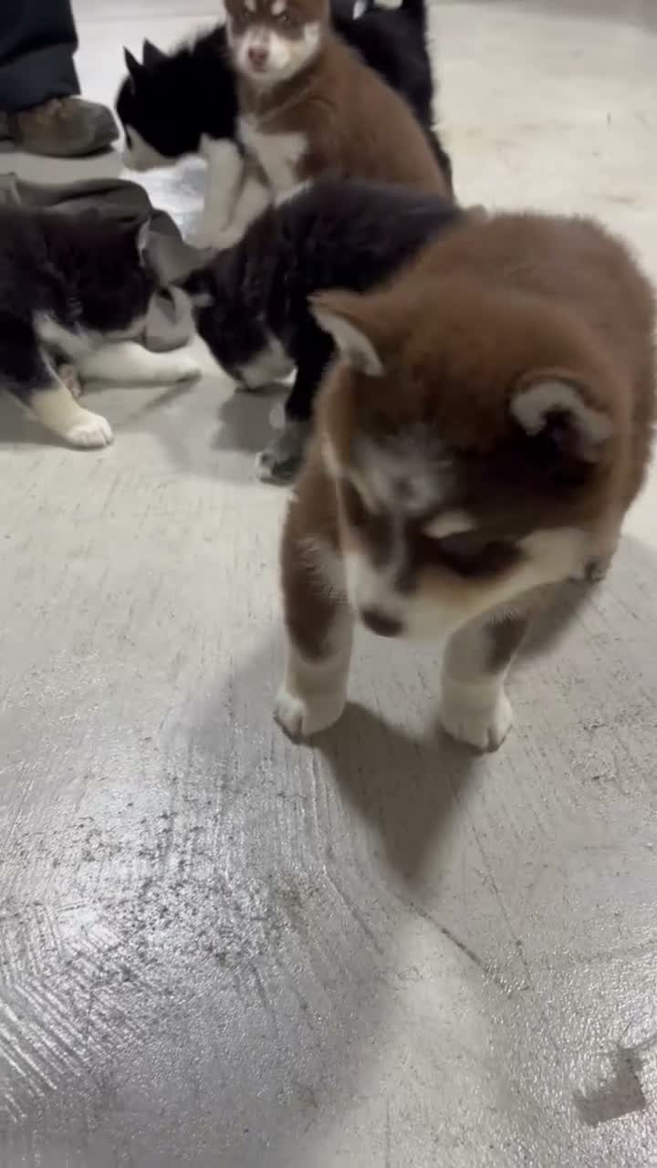 Pomsky dogs for sale: Bruno - Video 2