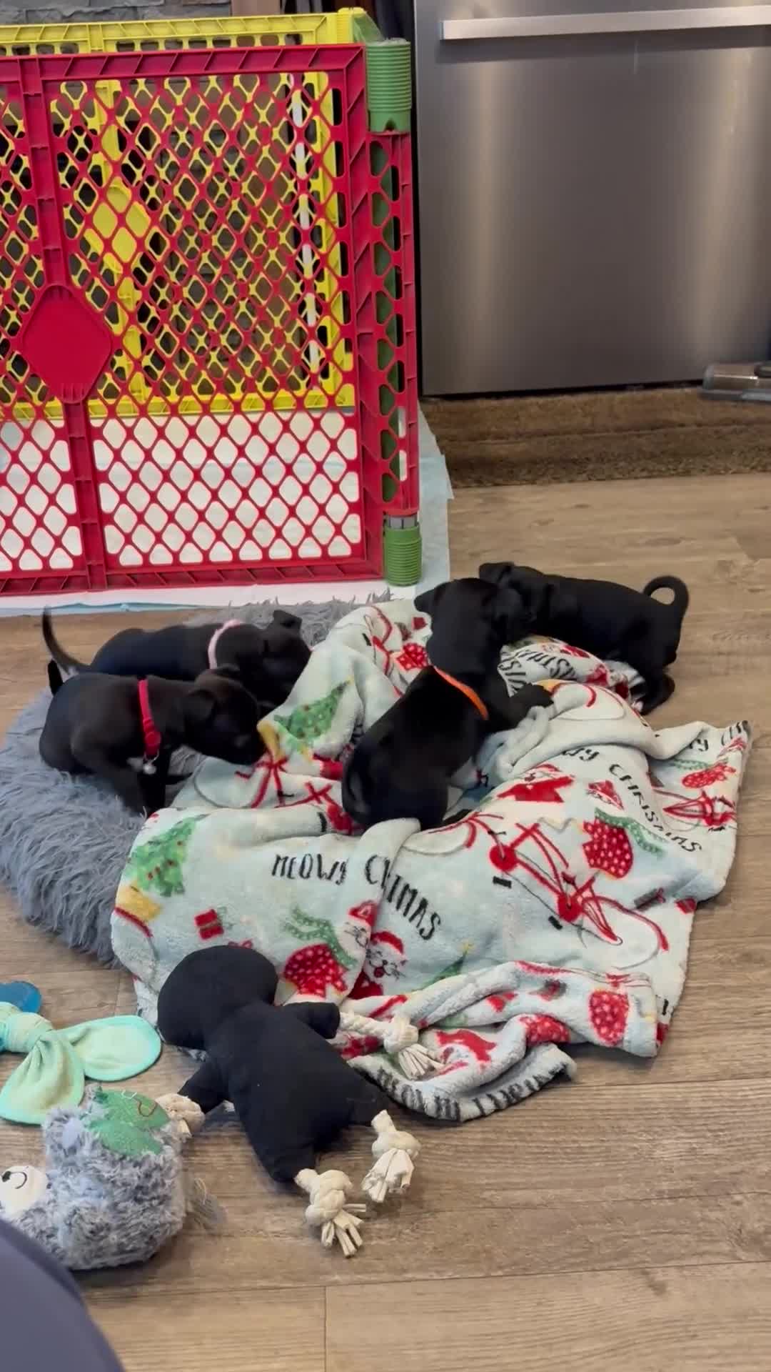 Chihuahua dogs for sale: Chihuahua Puppy 4 - Video 1