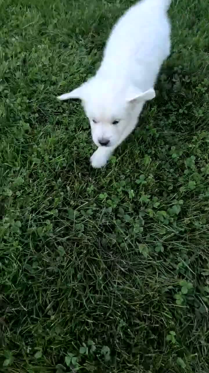 Golden Retriever dogs for sale: Brody - Video 1