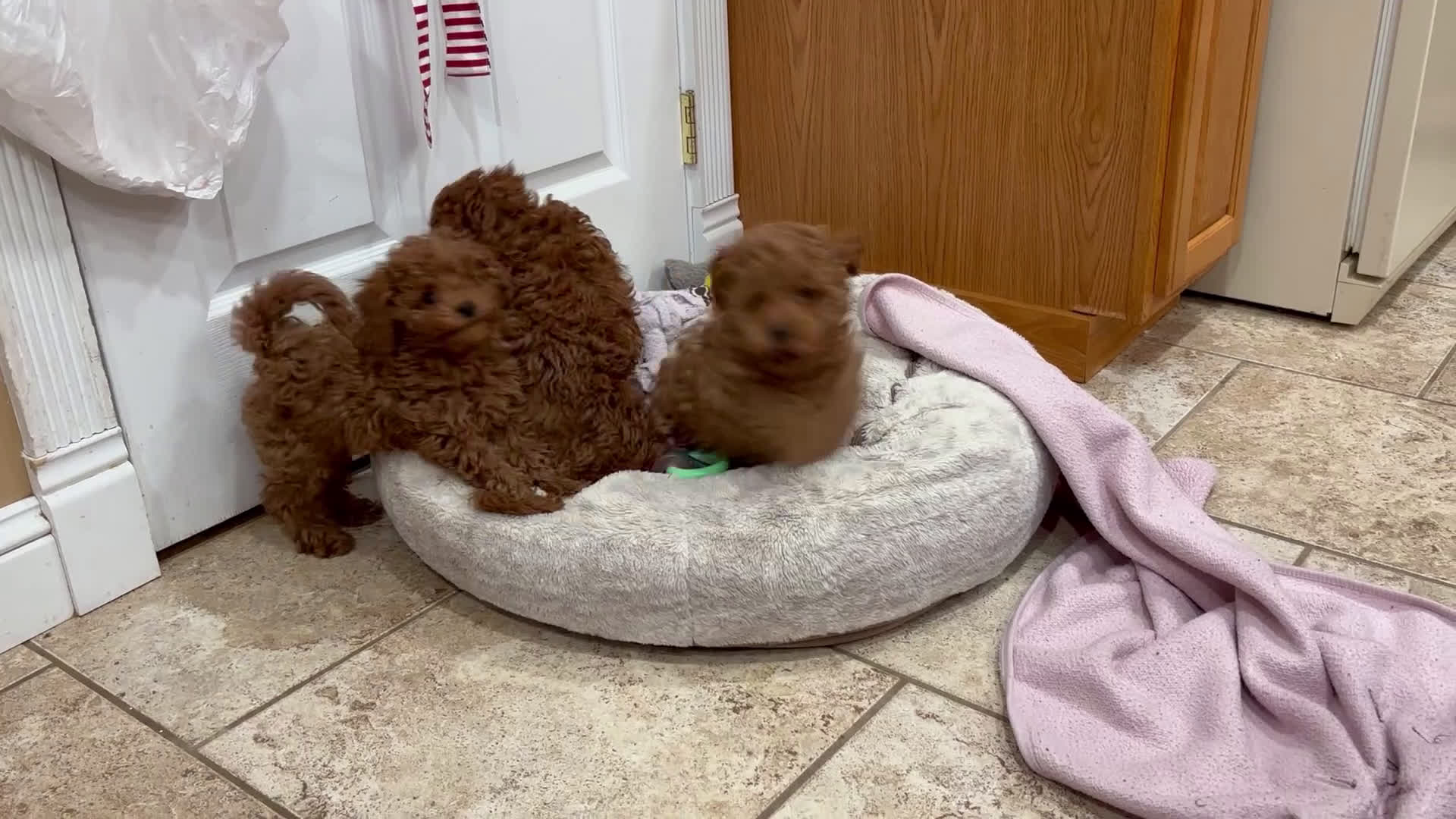 Toy Poodle dogs for sale: Toy Poodle Puppy 1 - Video 3