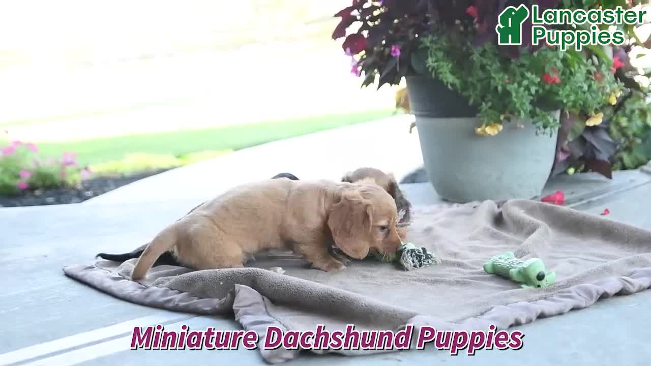 Miniature Dachshund dogs for sale: Rosie - Video 1