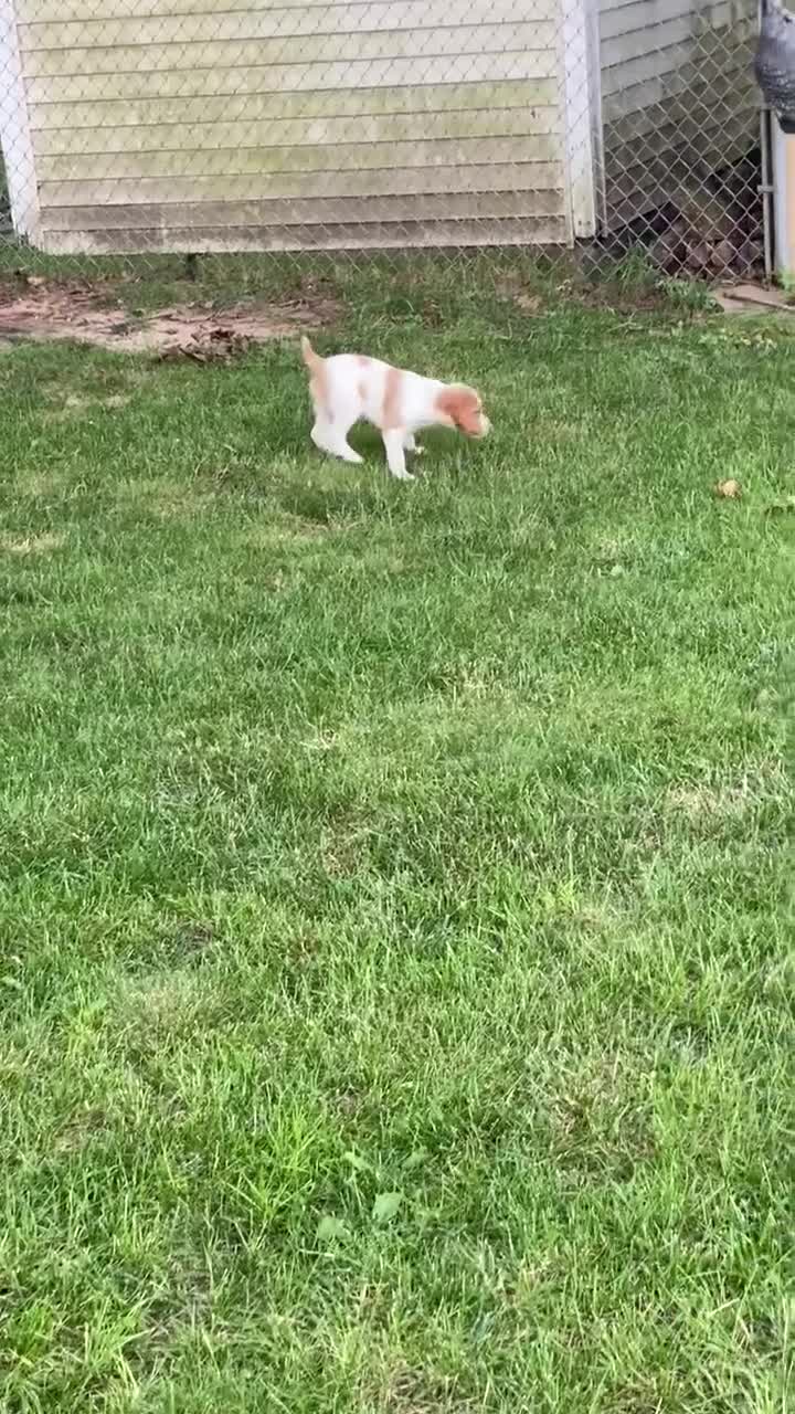 Brittany Spaniel dogs for sale: Brittany Spaniel 3 - Video 3