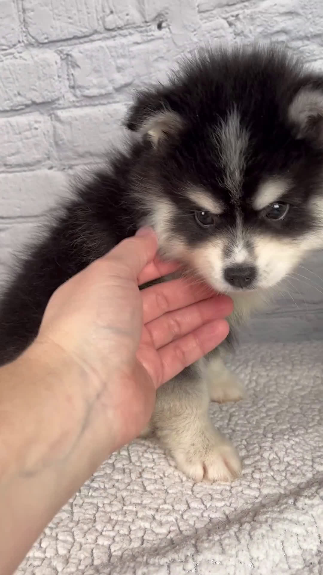 Pomsky dogs for sale: Skyler - Video 1