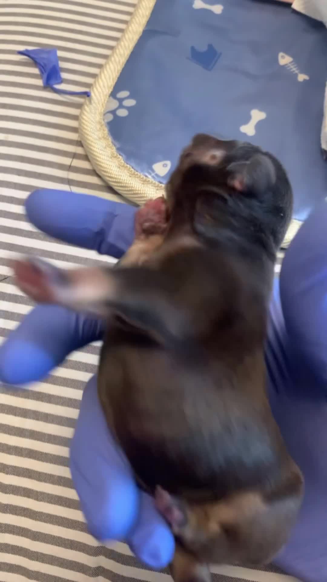 French Bulldog dogs for sale: French Bulldog 1 - Video 1