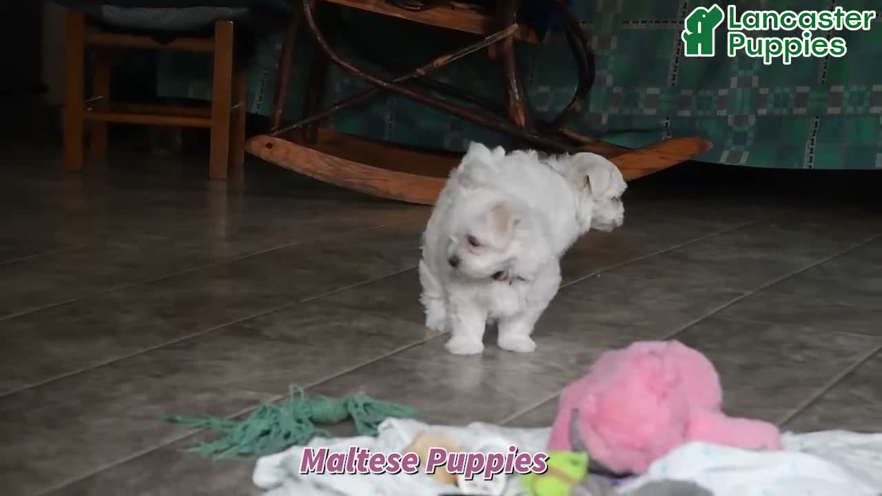 Maltese dogs for sale: Fufu - Video 1
