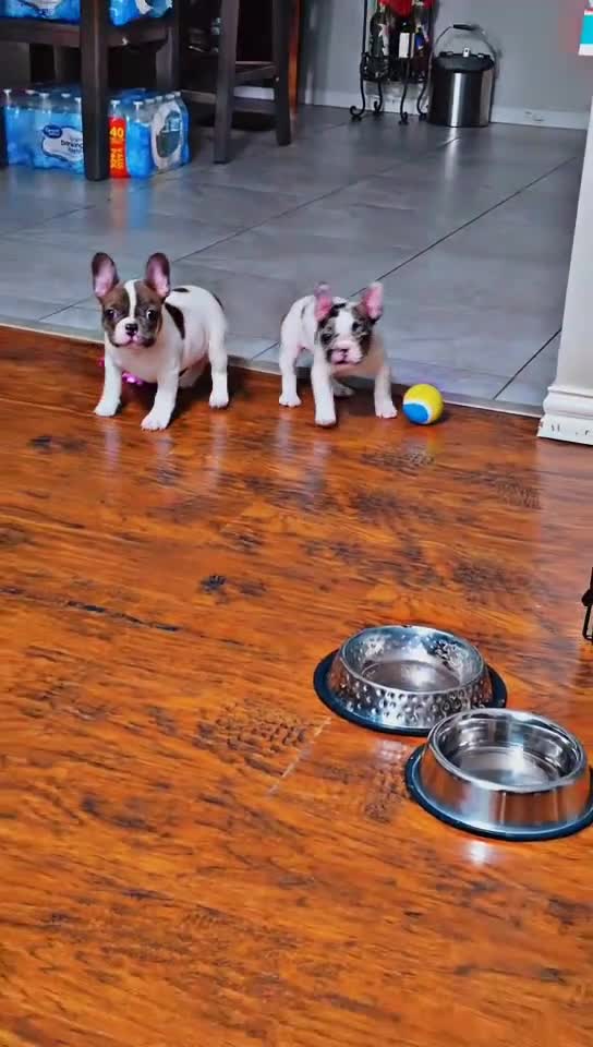 French Bulldog dogs for sale: Fiona - Video 1
