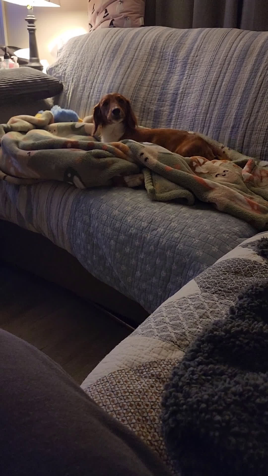 Miniature Dachshund dogs for stud: MARCO STUD - Video 1