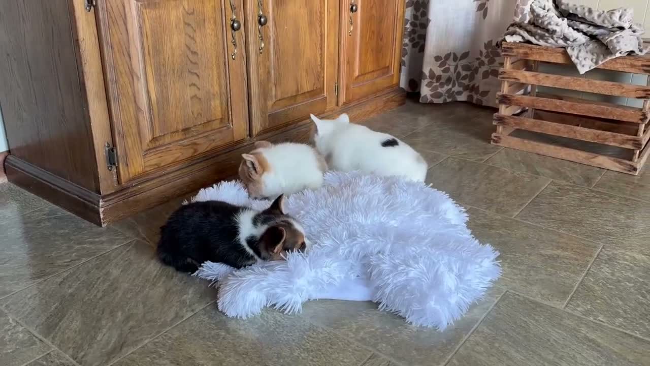Welsh Corgi Pembroke dogs for sale: Autumn - Video 1