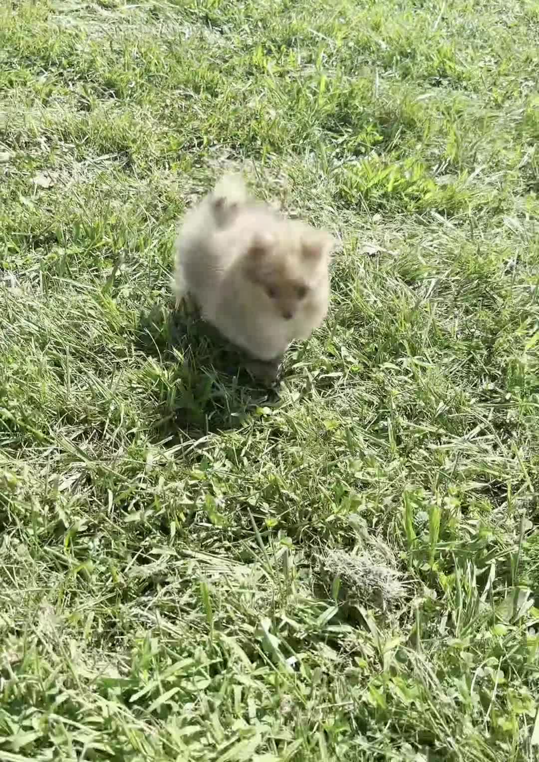 Pomeranian dogs for sale: Gio - Video 1