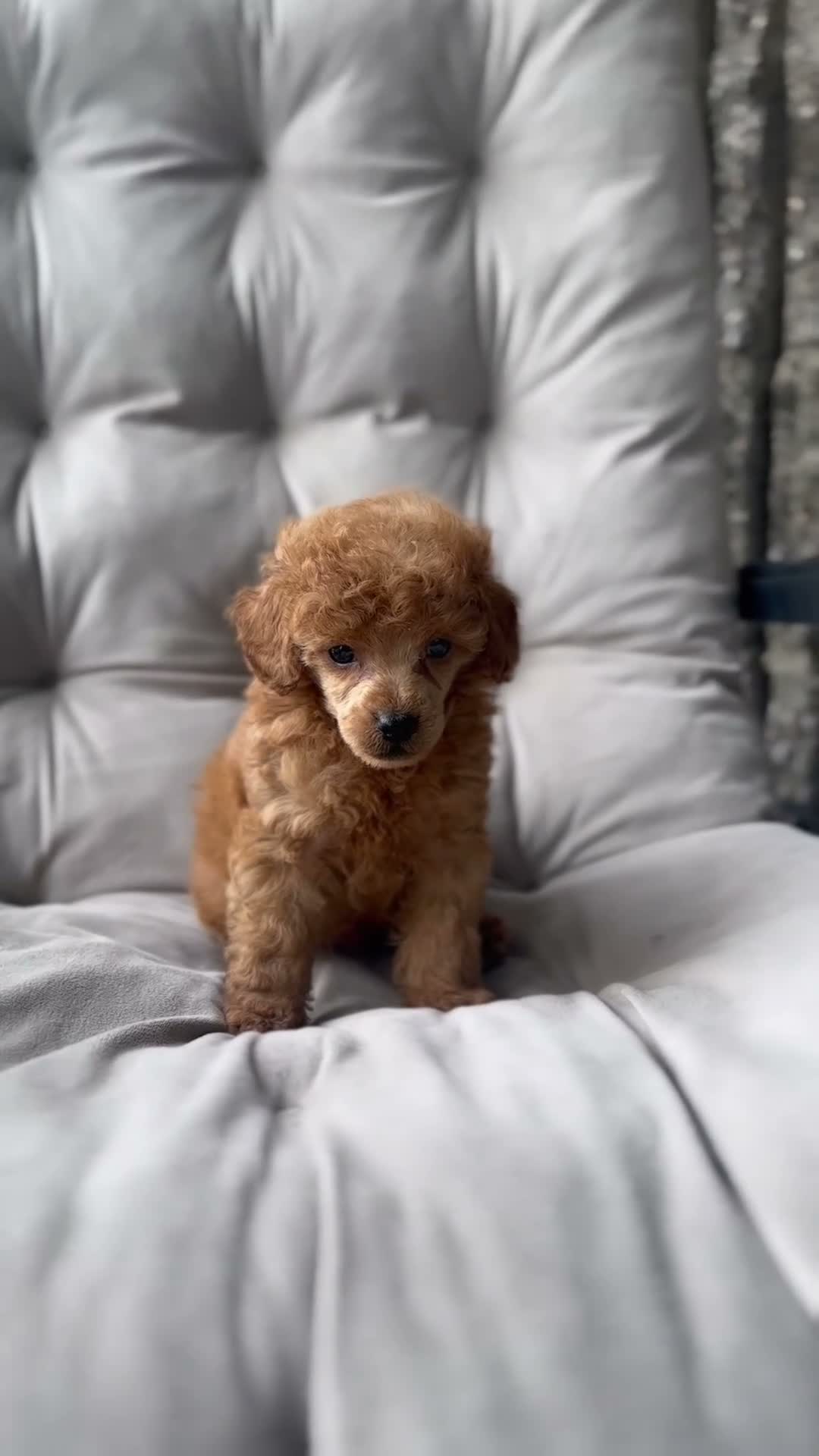 Toy Poodle dogs for sale: AKC Rocko - Video 2