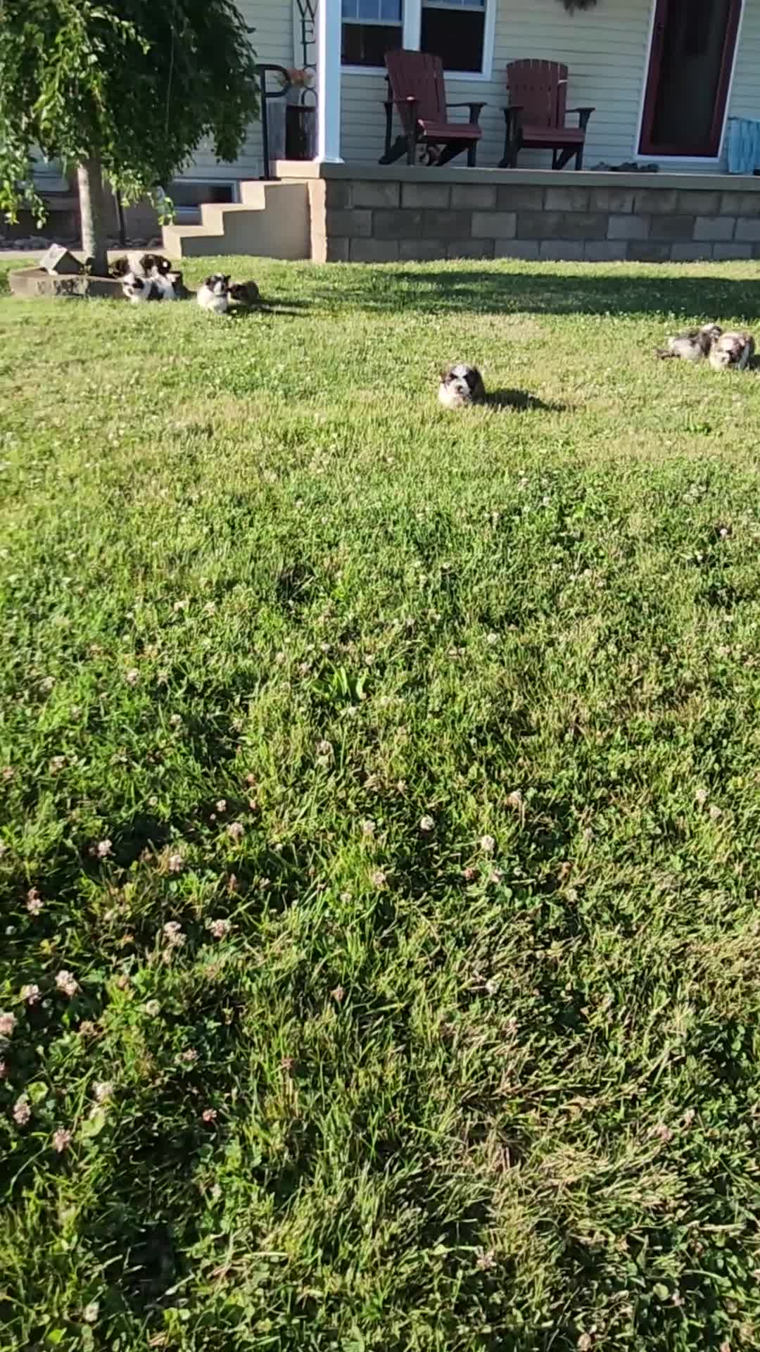 Teddy Bear dogs for sale: Rambo - Video 1
