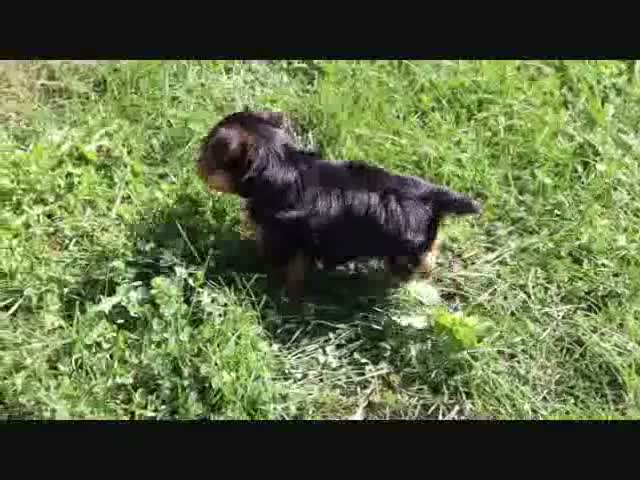 Morkie dogs for sale: Cookie - Video 1