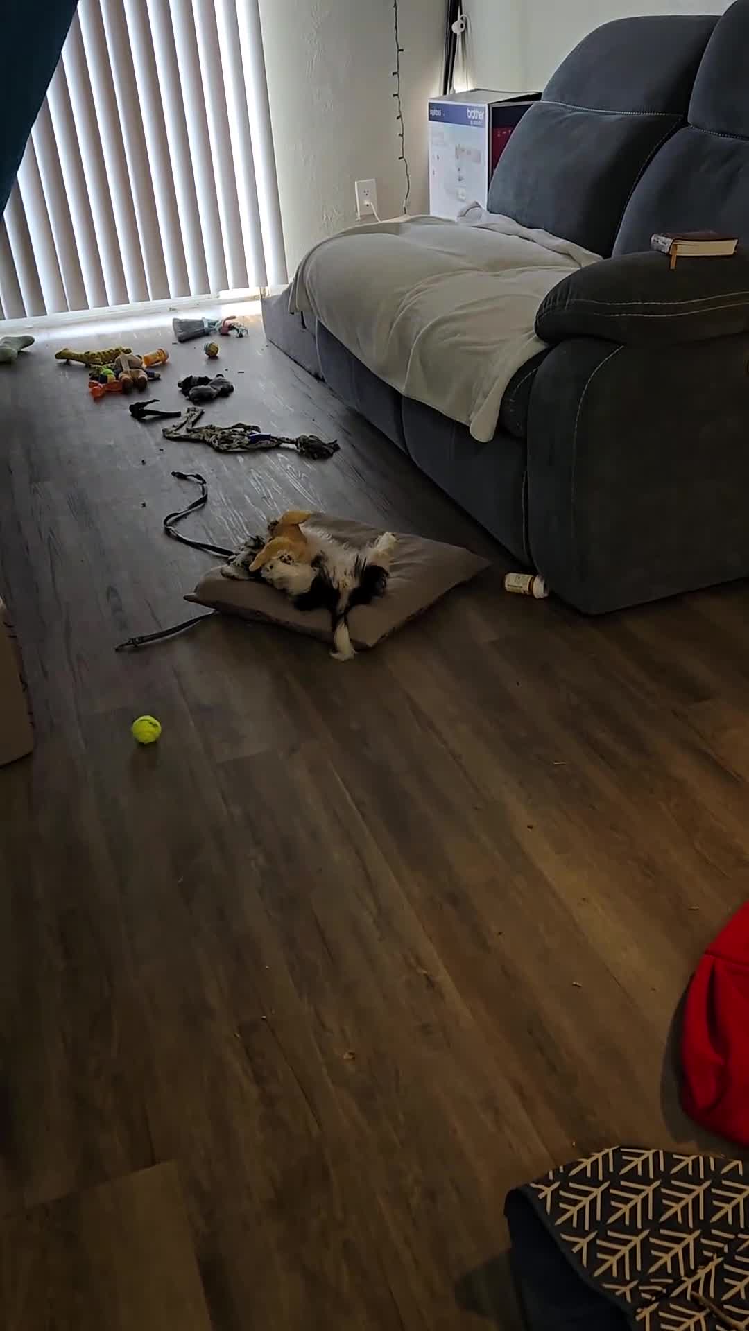 Morkie dogs for sale: Buddy - Video 1