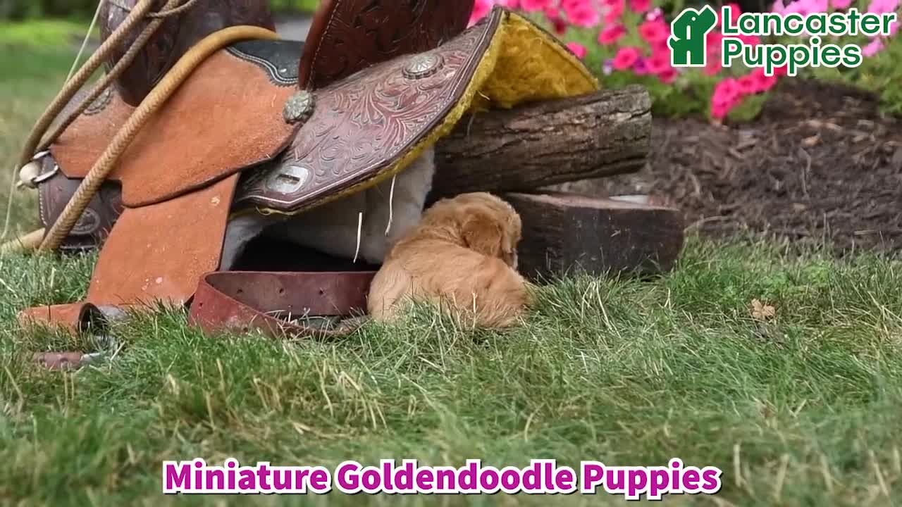 Mini Goldendoodle dogs for sale: Buttons - Video 1