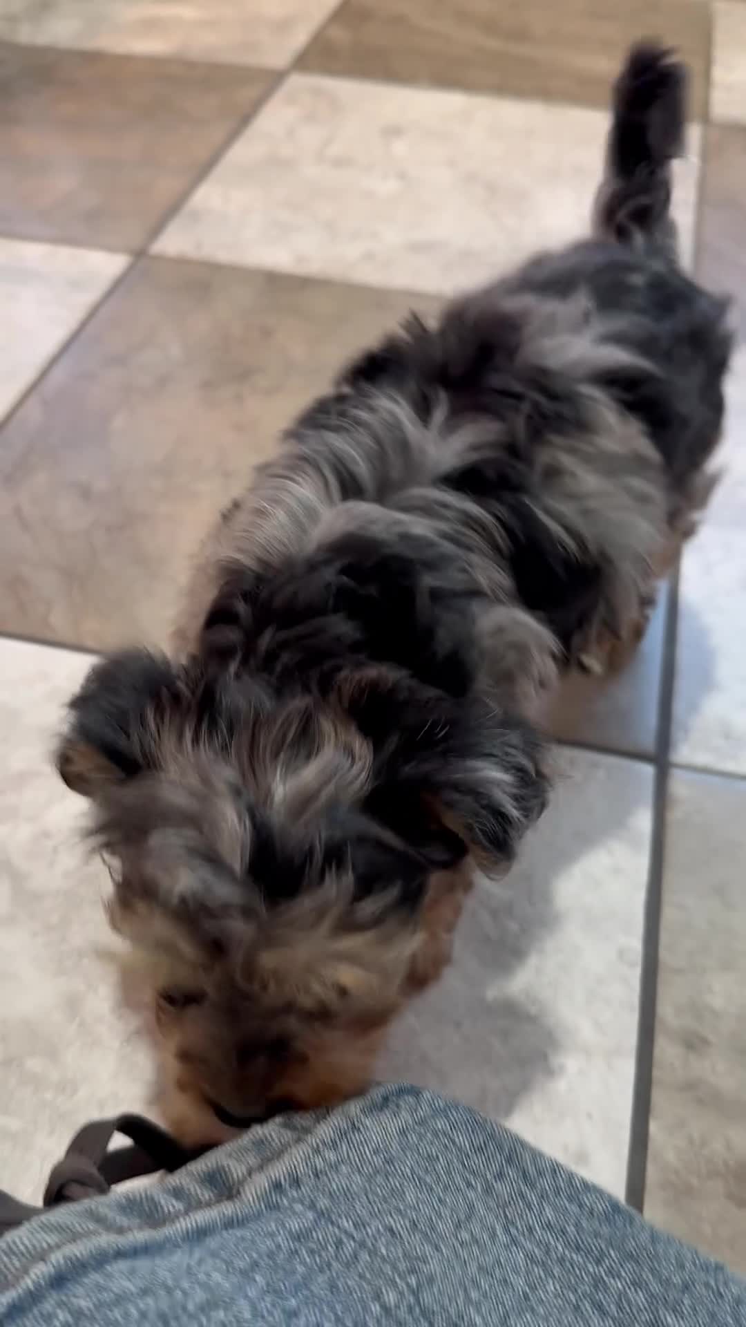 Yorkiepoo dogs for sale: Ashley  - Video 1