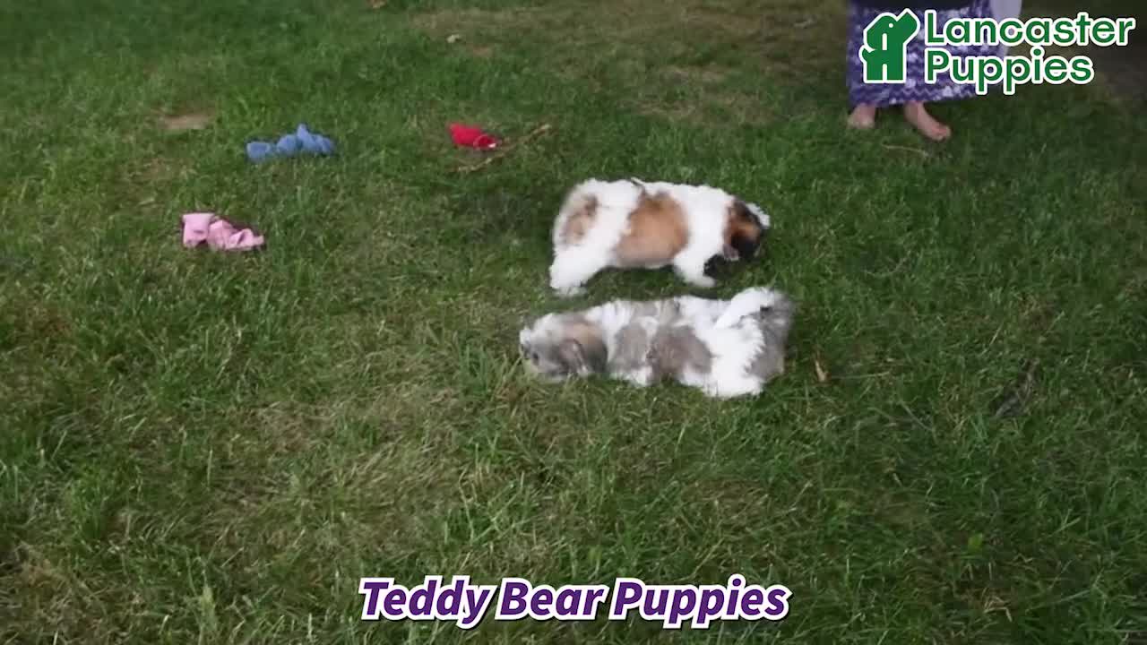 Teddy Bear dogs for sale: Leo - Video 1