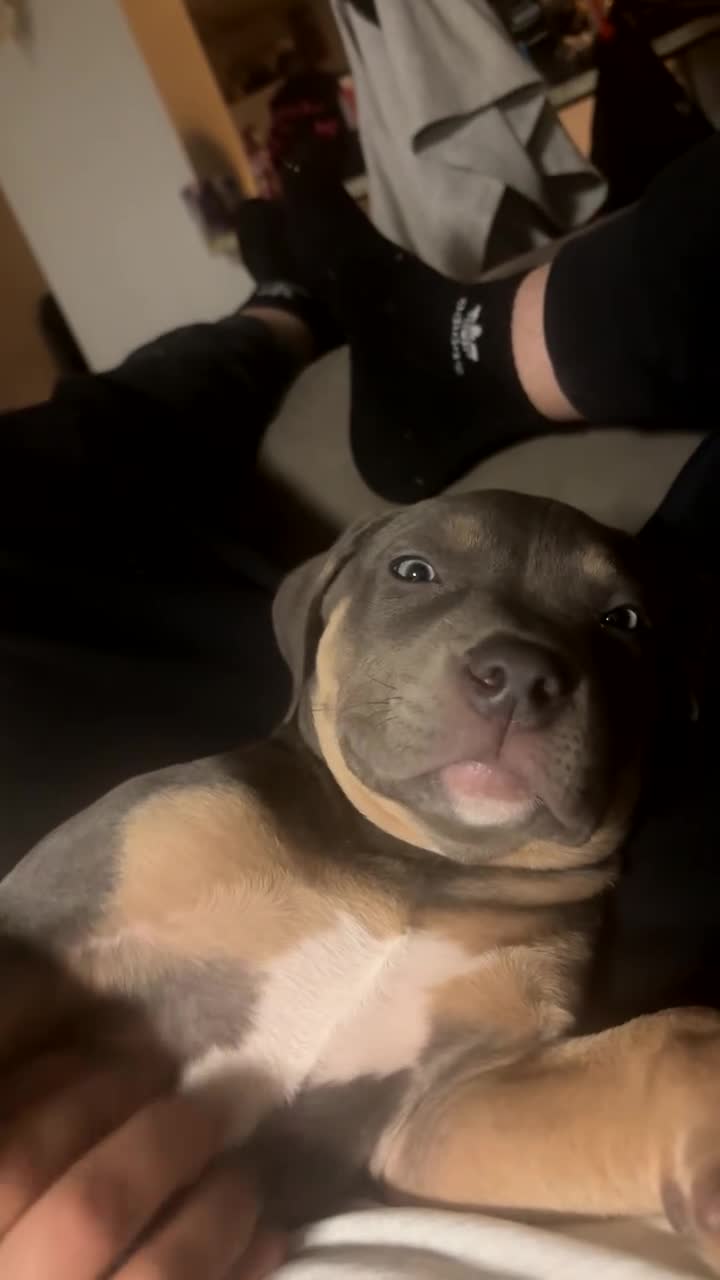 American Bully dogs for sale: American Bully Puppy 8 - Video 1