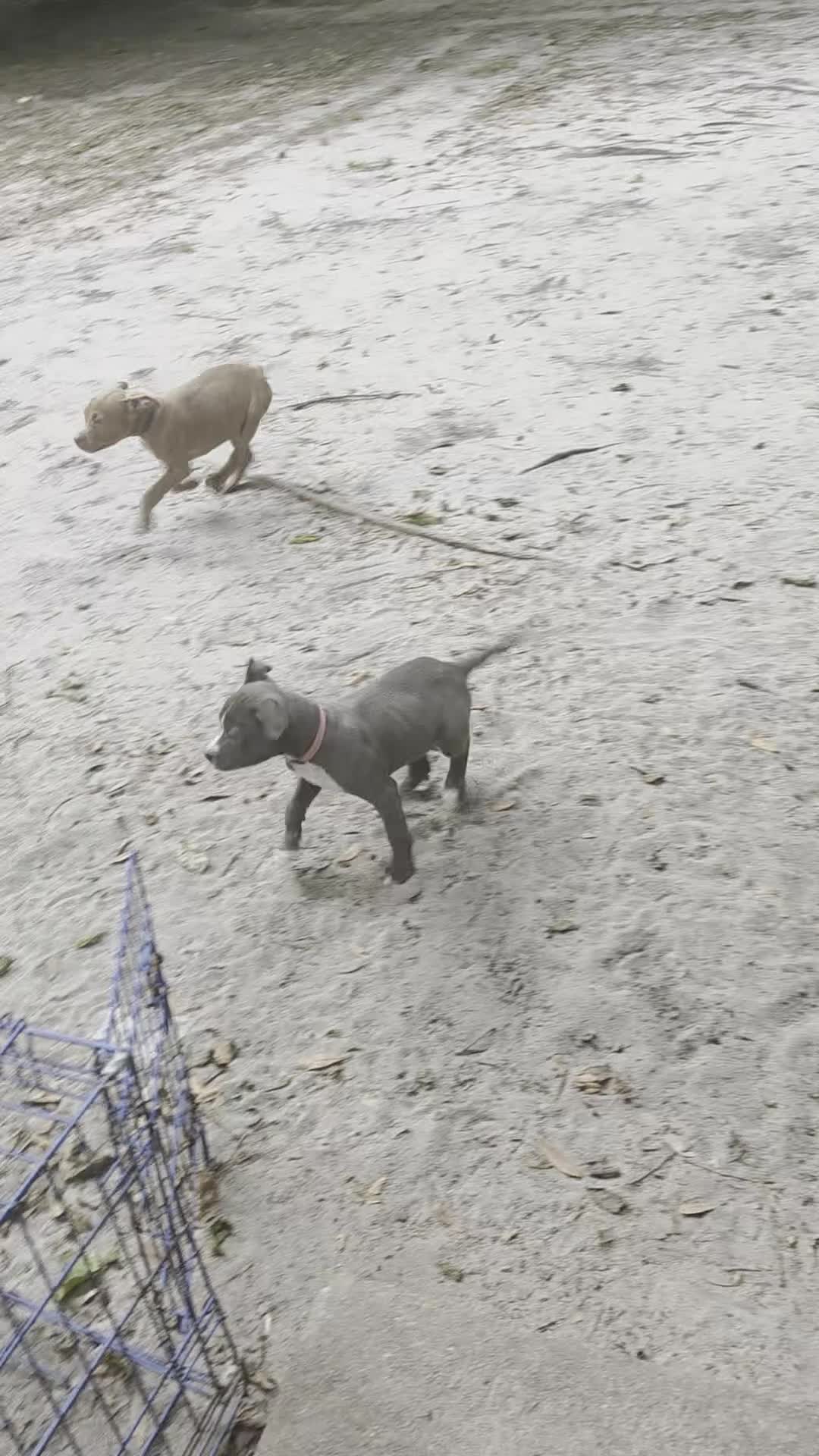 American Pit Bull Terrier dogs for sale: American Pit Bull Terrier 1 - Video 3