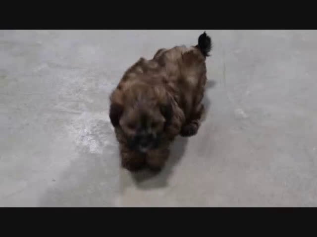 Shihpoo dogs for sale: Sunny - Video 1