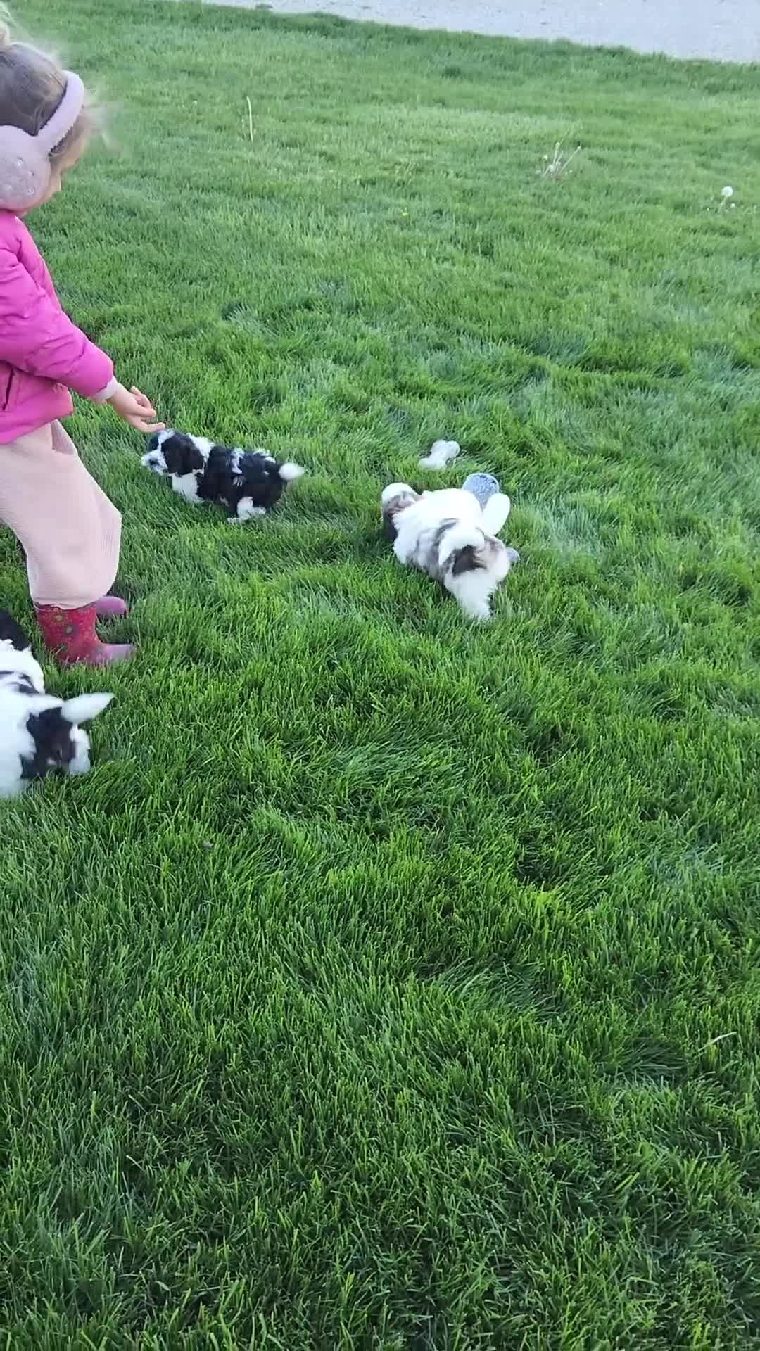 Shih Tzu dogs for sale: Remi - Video 1