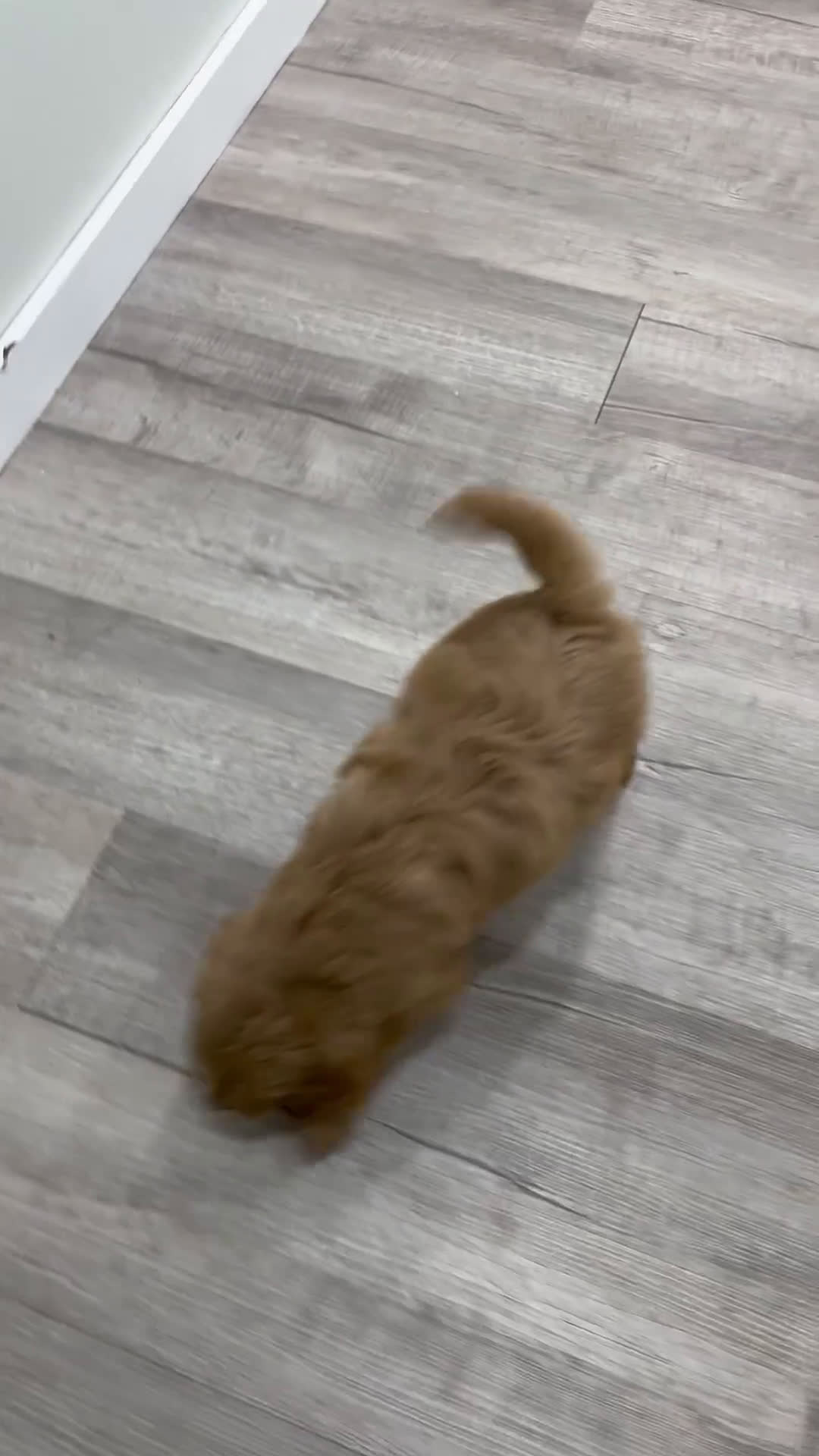 Mini Goldendoodle dogs for sale: River - Video 1