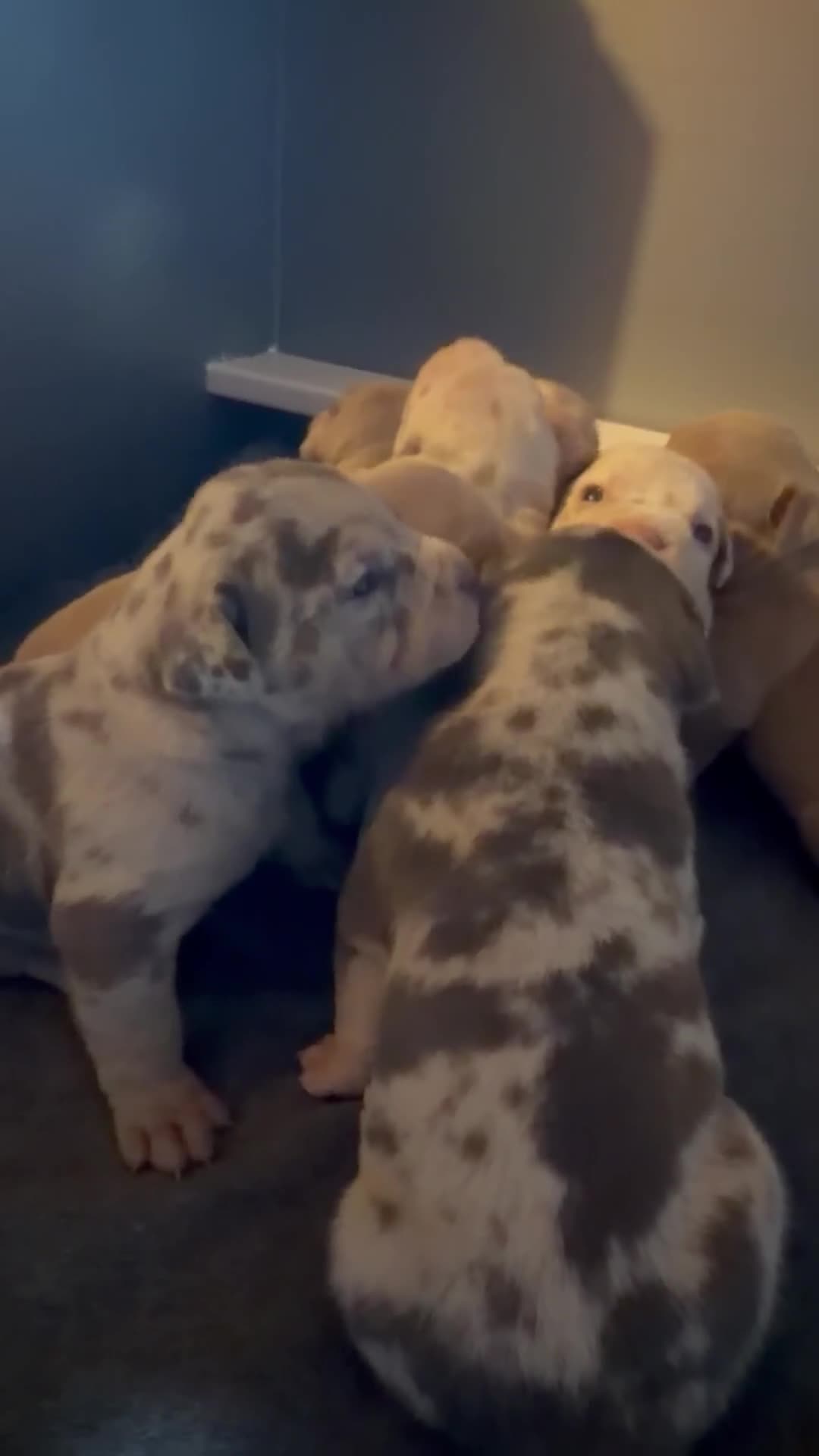American Bully dogs for sale: Milly - Video 1