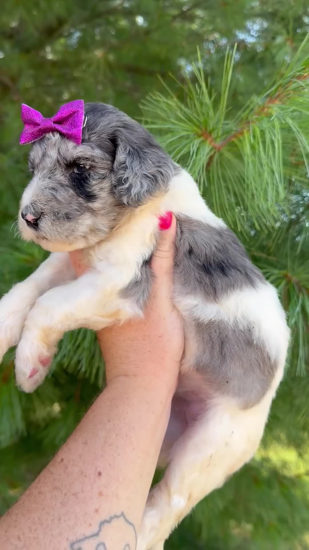 Goldendoodle dogs for sale: Matilda - Standard F1b - Video 1