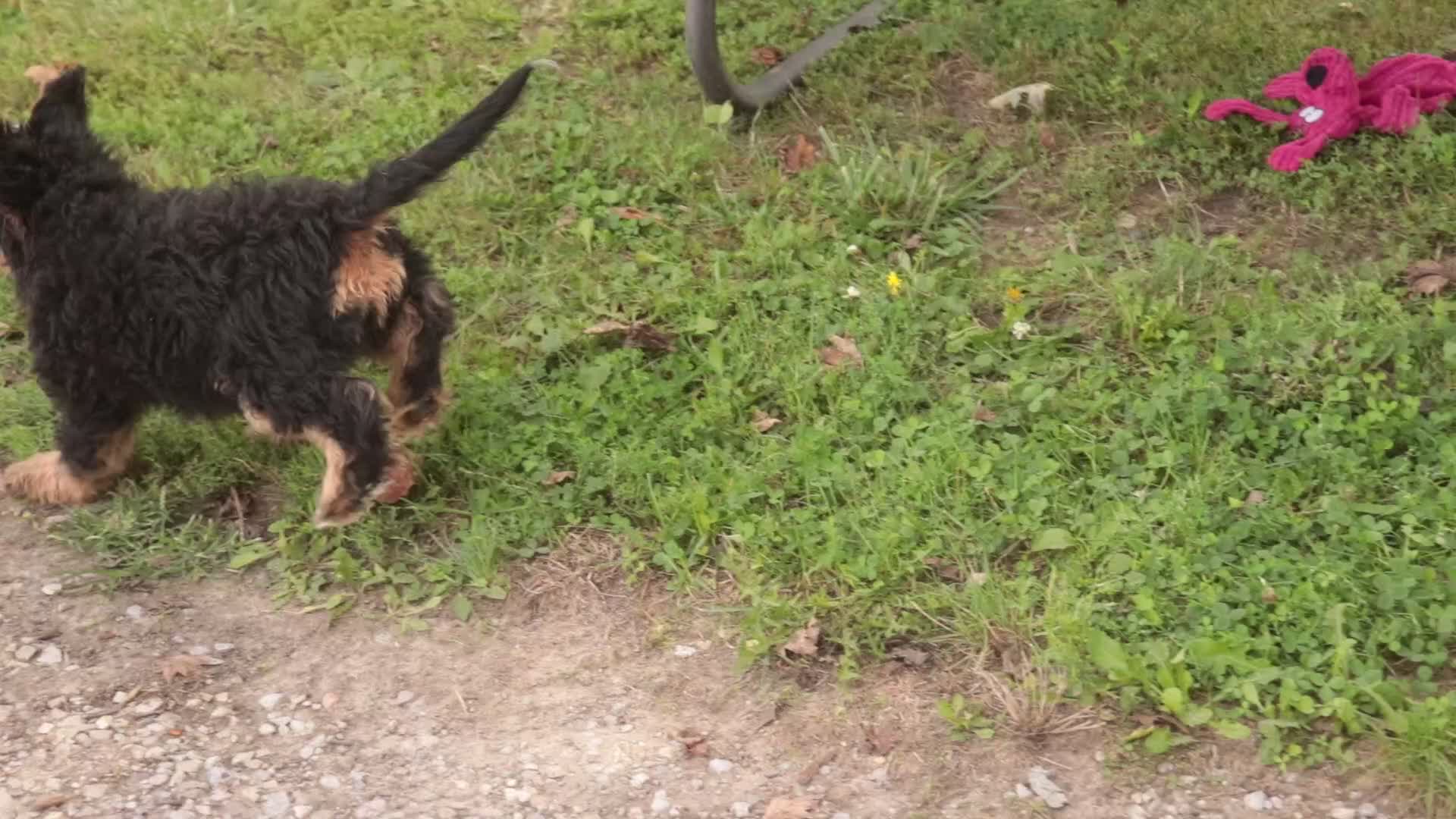 Mini Bernedoodle dogs for sale: Mooney Mini Bernedoodle  - Video 2