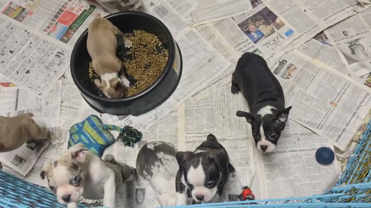 Mixed Breed dogs for sale: Cider - Video 1