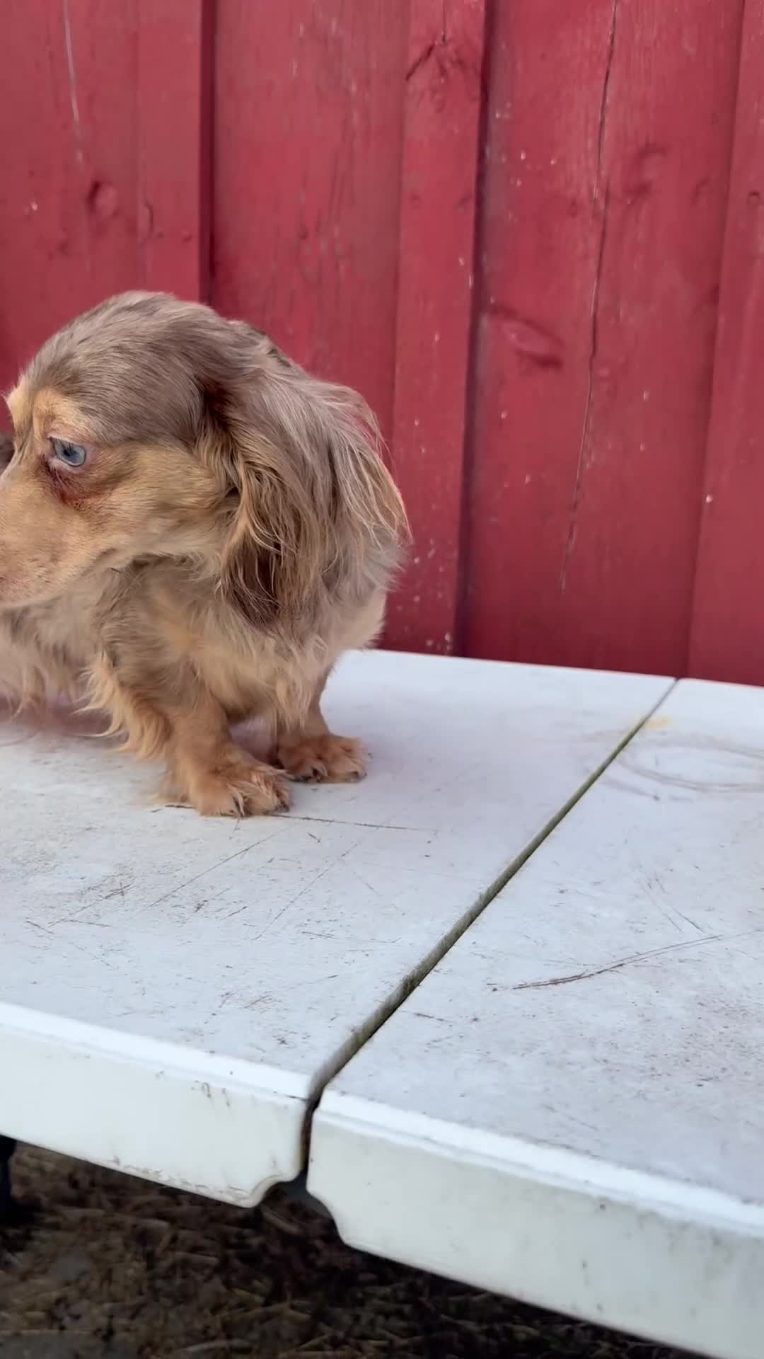 Miniature Dachshund dogs for sale: AKC choc cream Dapple - Video 1