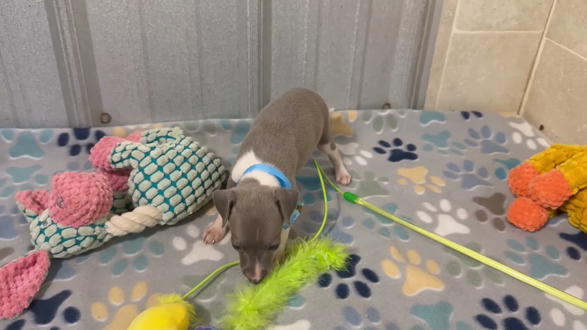 Italian Greyhound dogs for sale: Dovie - Video 1