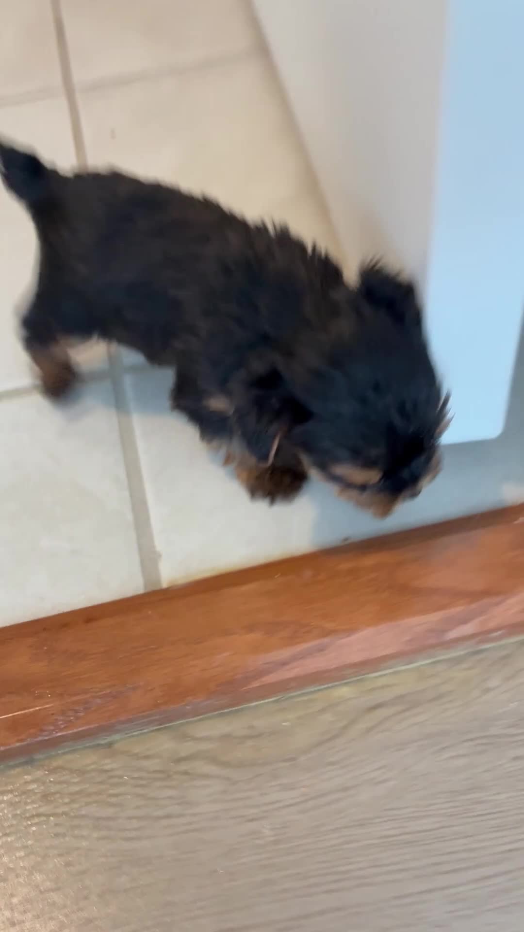 Yorkshire Terrier dogs for sale: Yorkshire Terrier Puppy 2 - Video 1