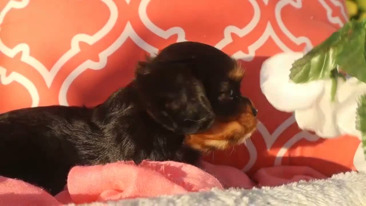 Cavalier King Charles Spaniel dogs for sale: Luna - Video 1