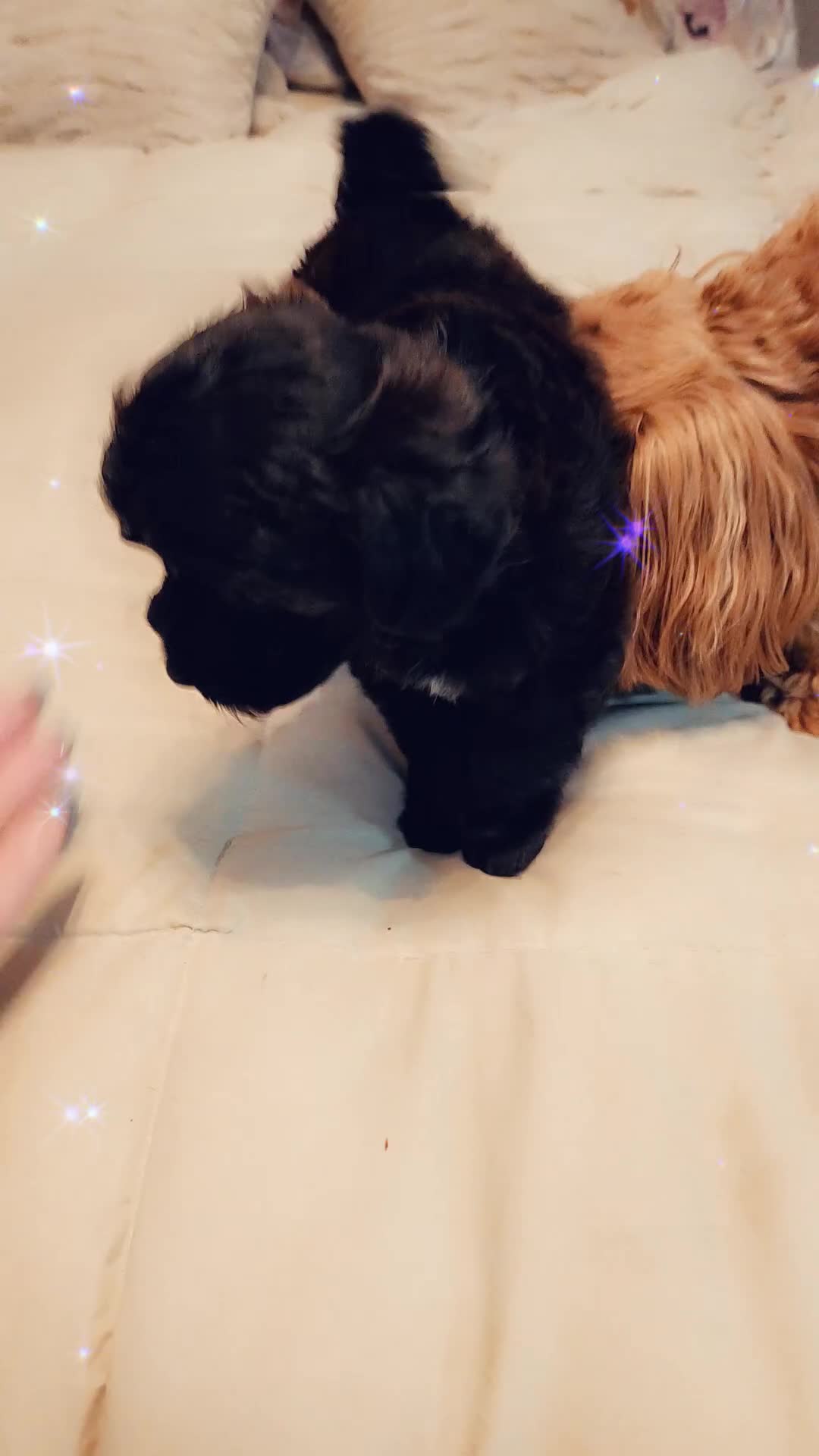 Cavapoo dogs for sale: Belize - Video 1