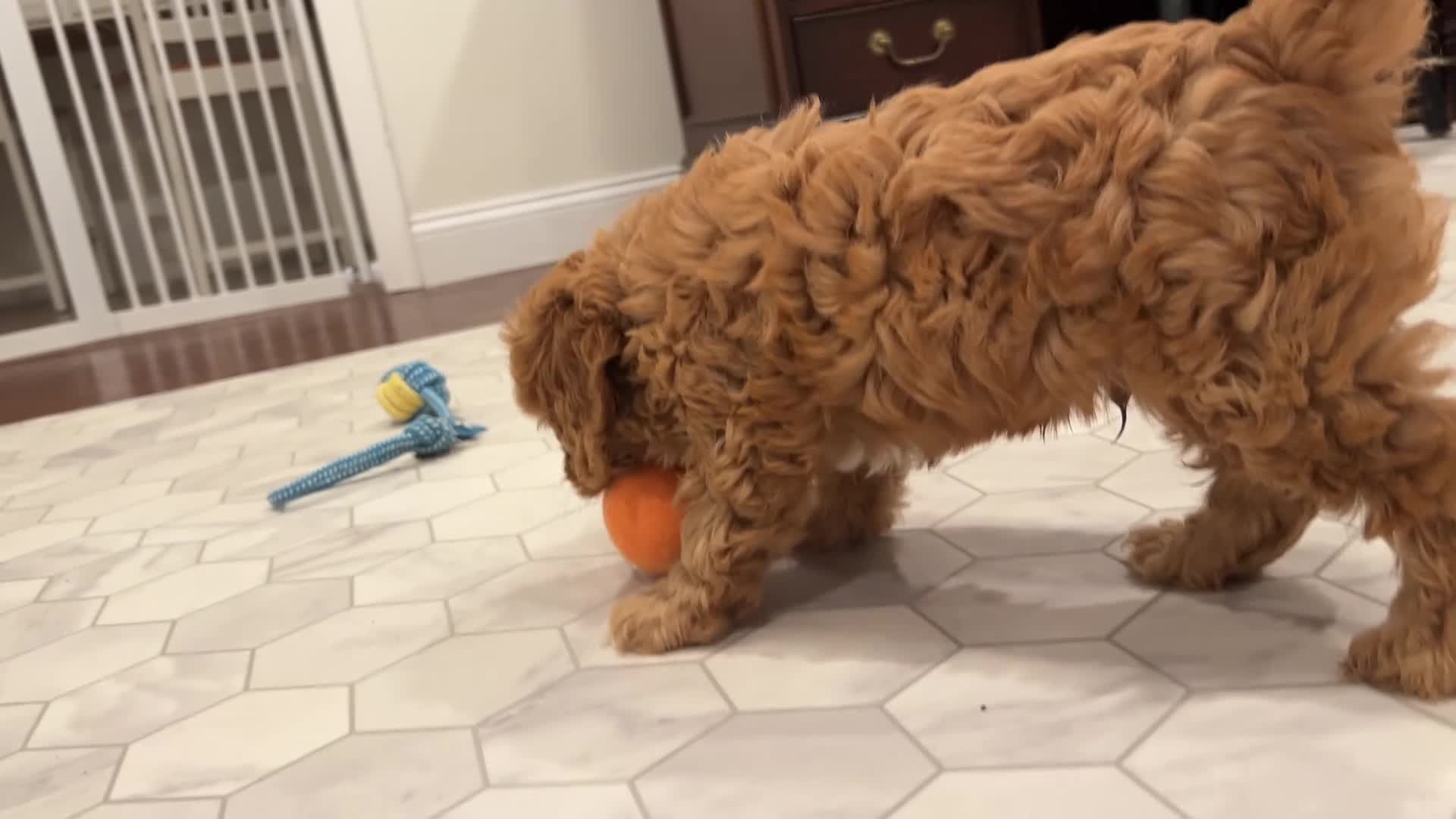 Cavapoo dogs for sale: Tommy - Video 2