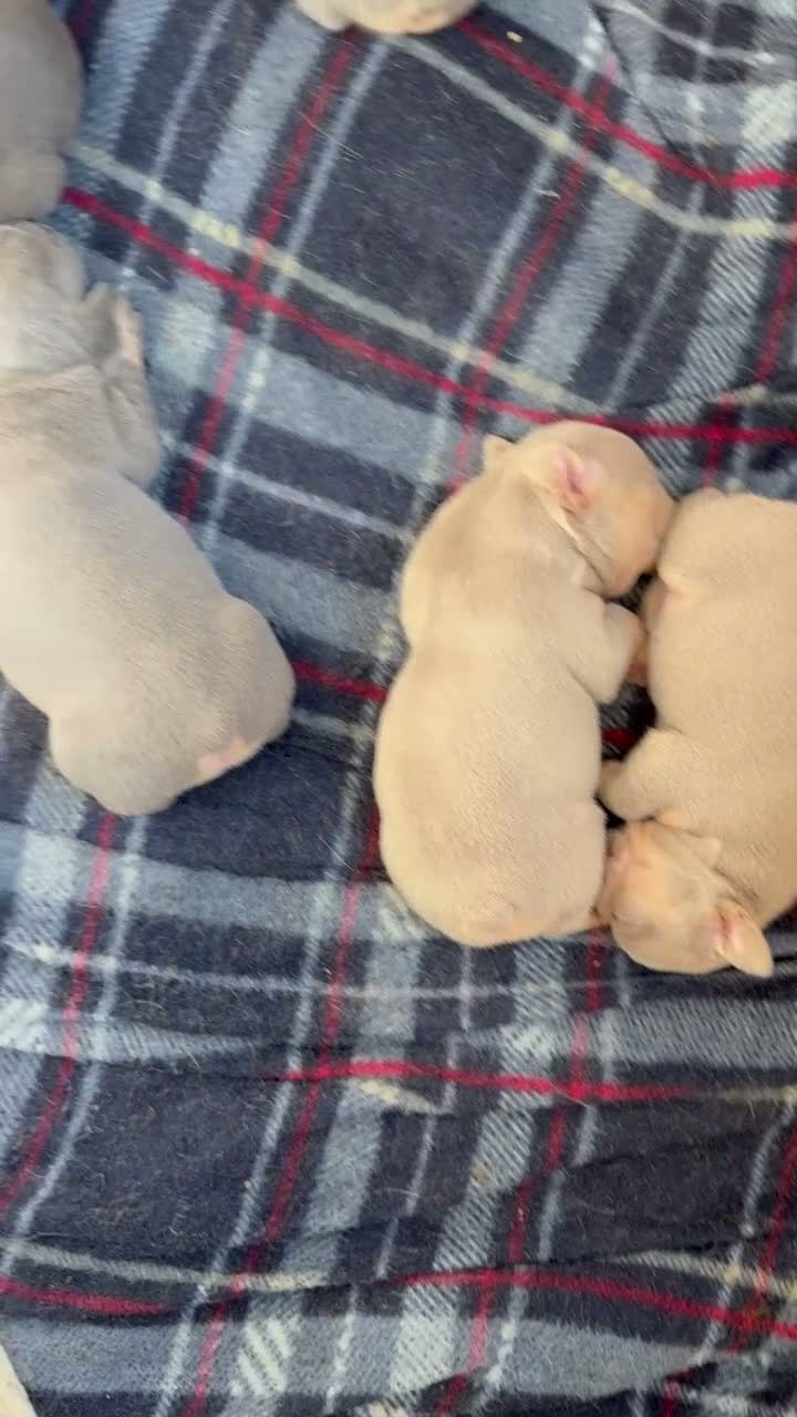 French Bulldog dogs for sale: Hera - Video 4