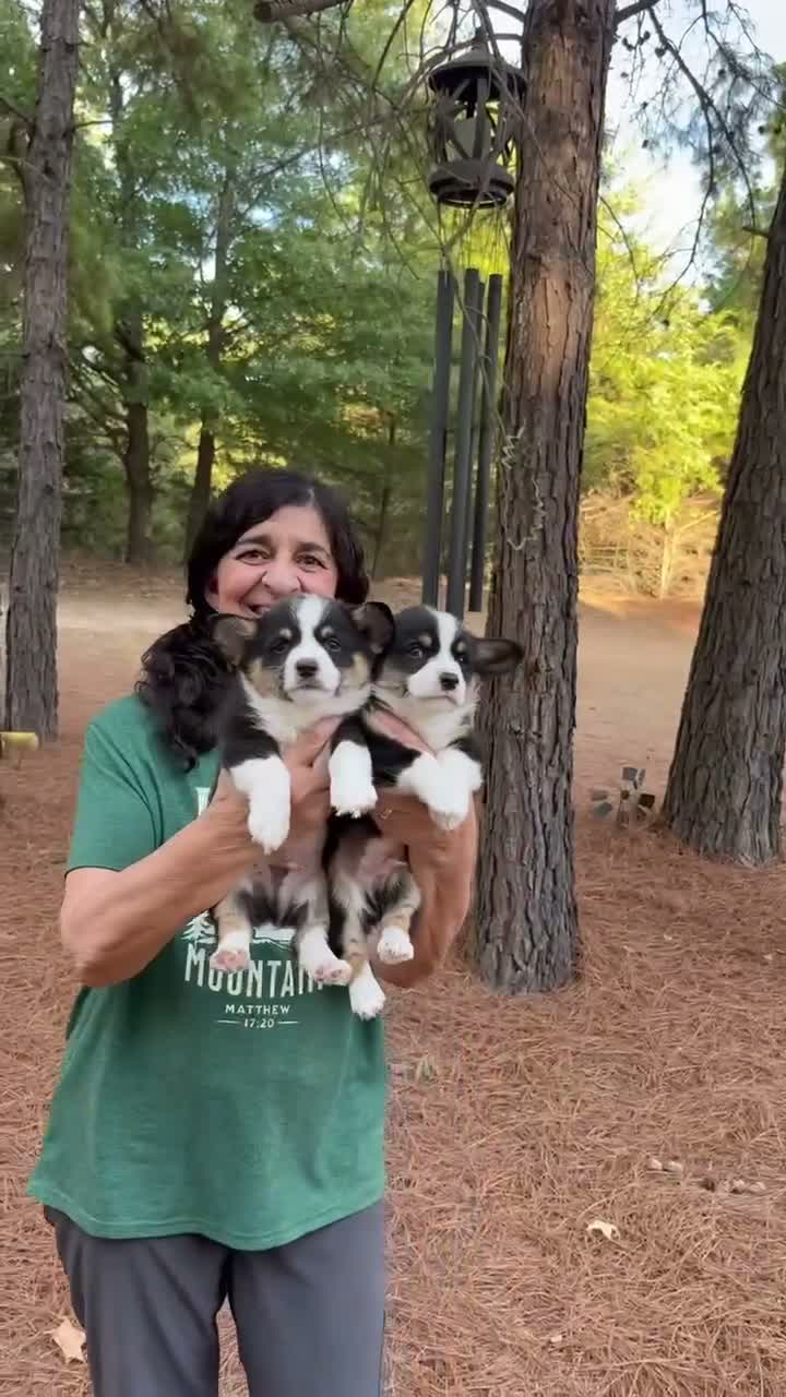 Welsh Corgi Pembroke dogs for sale:  2 - Video 3