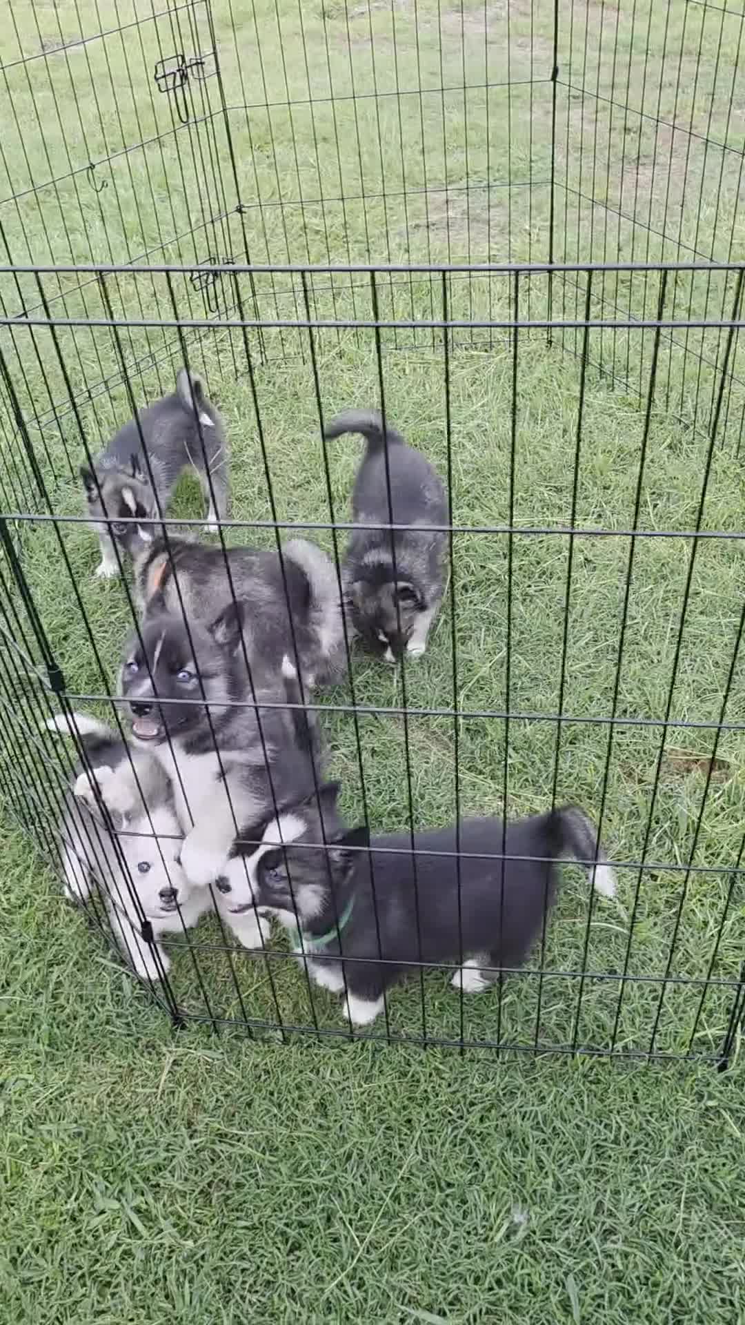 Siberian Husky dogs for sale: Nirtti - Video 1