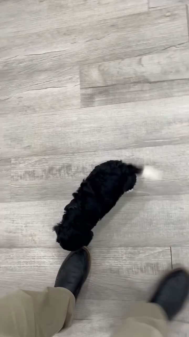 Cavapoo dogs for sale: Iris - Video 1