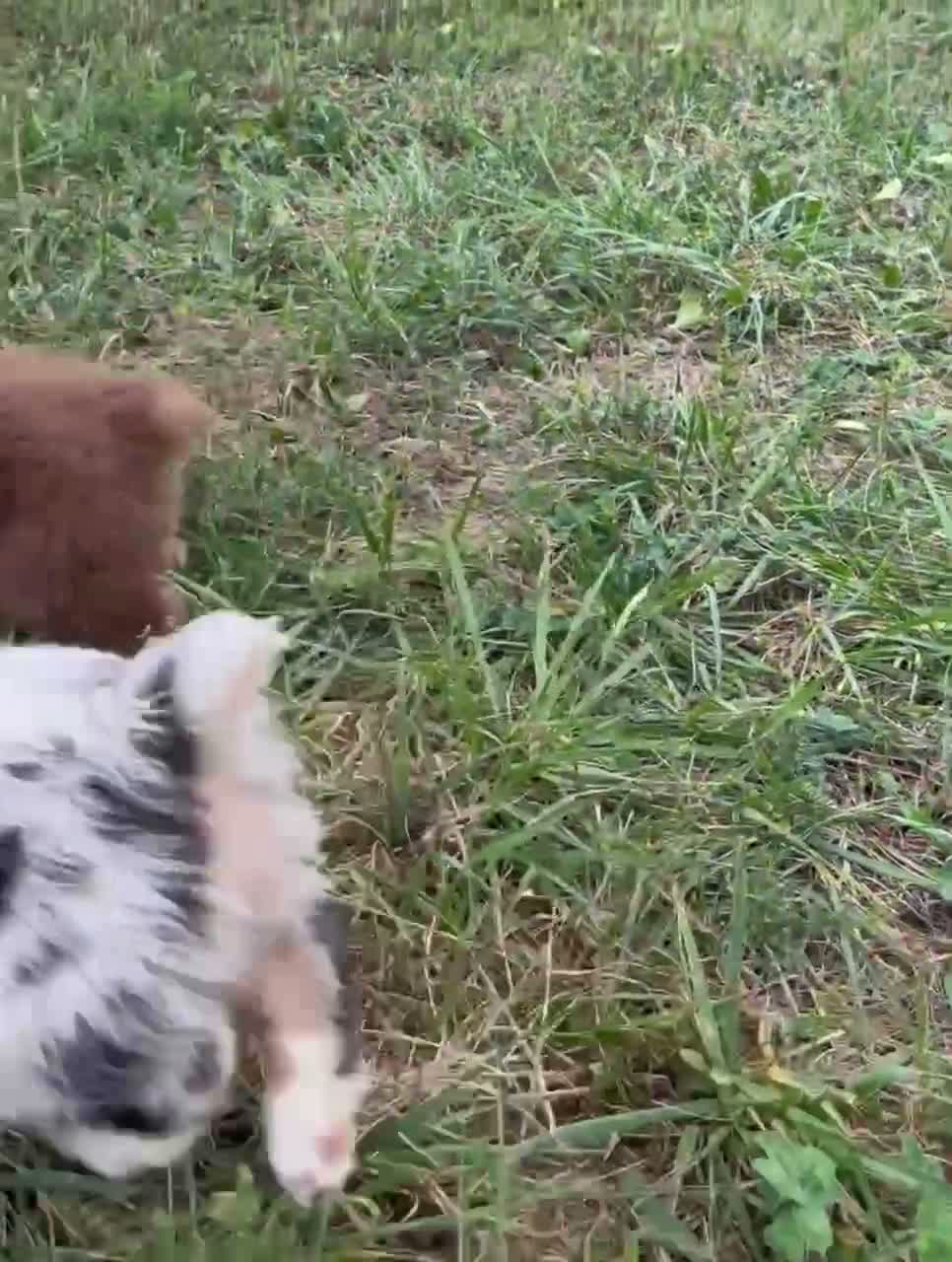 Australian Shepherd dogs for sale: Pete  - Video 1